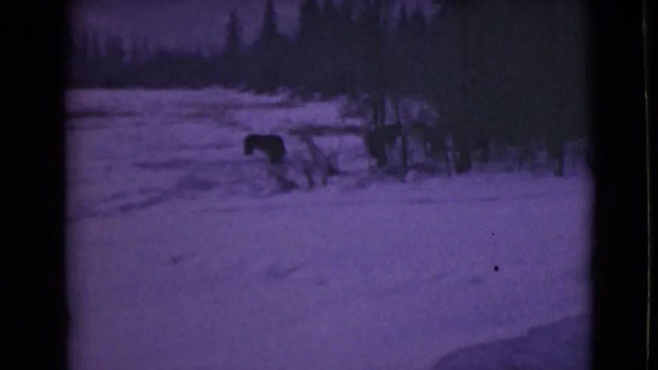 Archival 8mm winter frame showing a large dark animal, possibly a moose, crossing a snowy clearing near trees.