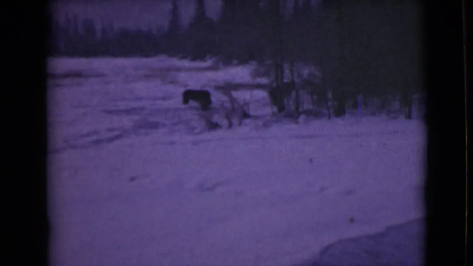 Archival 8mm frame of a large dark animal, possibly a moose, moving through a snowy winter clearing by trees.