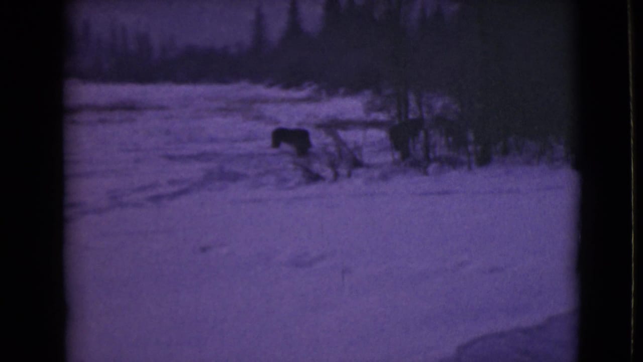1946 Alaska 8mm frame showing a dark bear-like animal in a snow-covered clearing near low brush and a distant treeline.