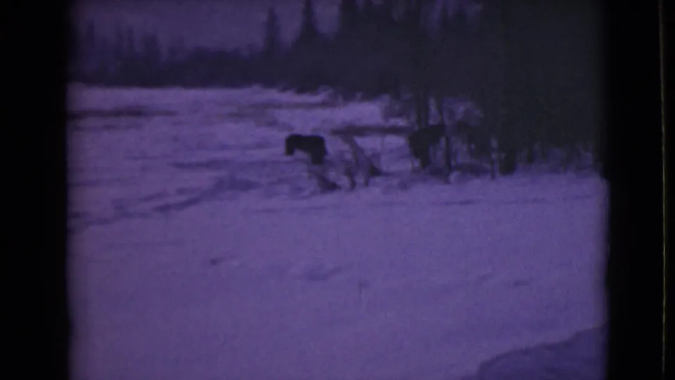 1946 Alaska 8mm frame showing a dark bear-like animal in a snow-covered clearing near low brush and a distant treeline.