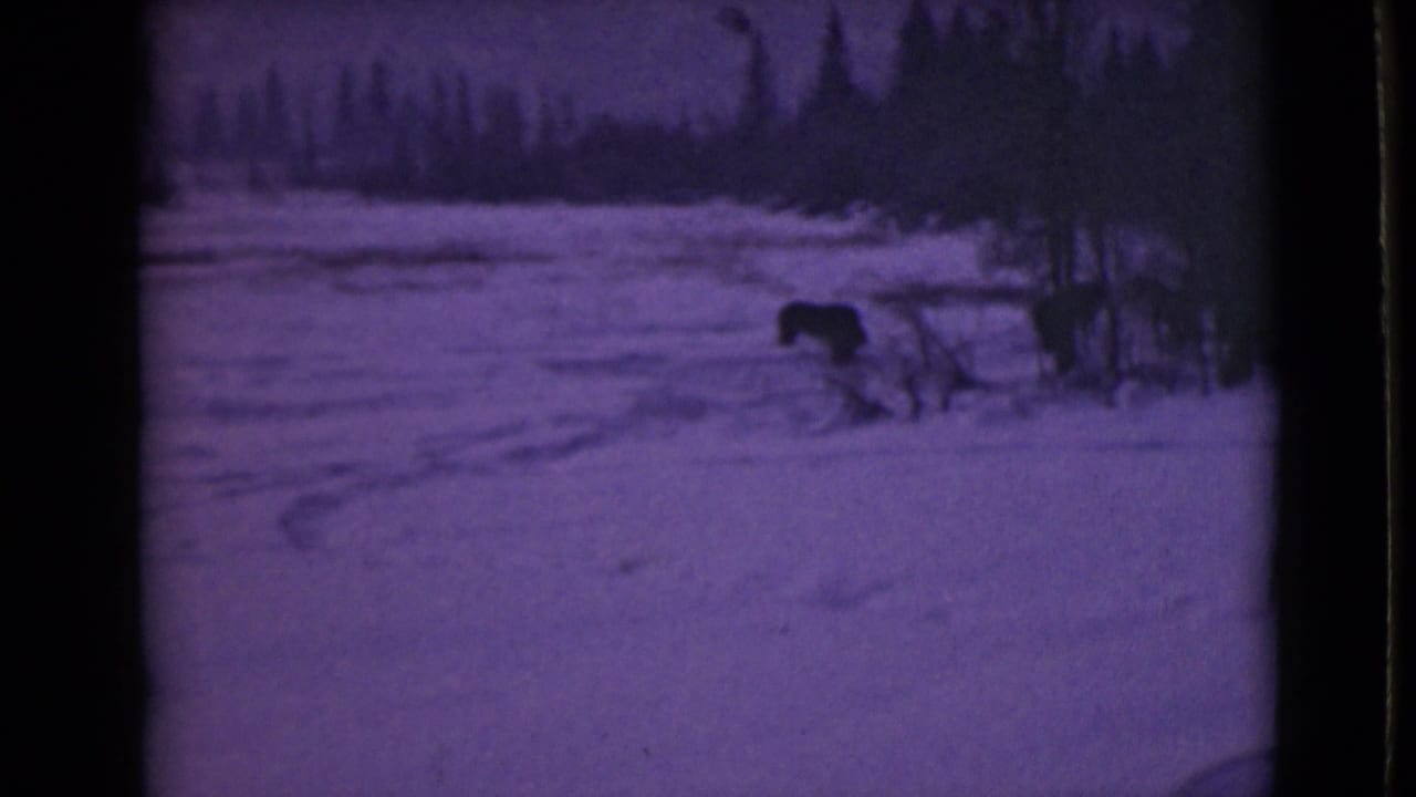 Dark animal near brush in a snowy landscape with trees in the background.