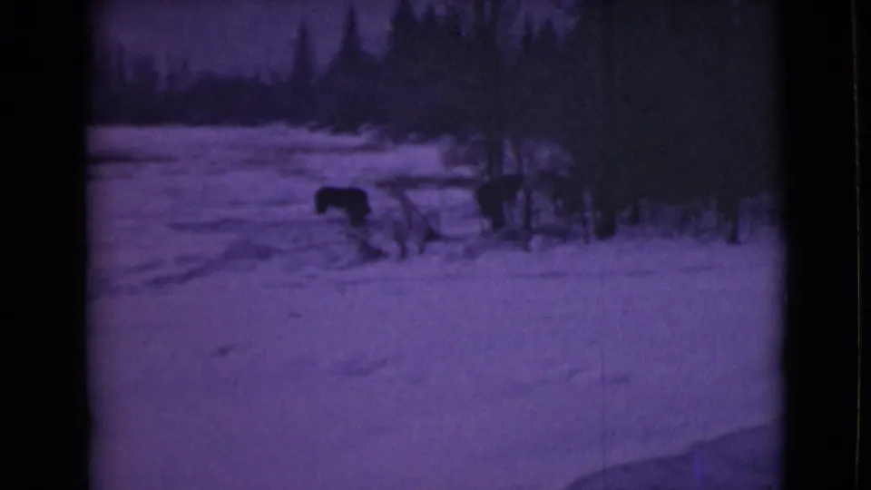 1946 Alaska home-movie still with a dark bear-like animal in snow, framed below a dark evergreen treeline.