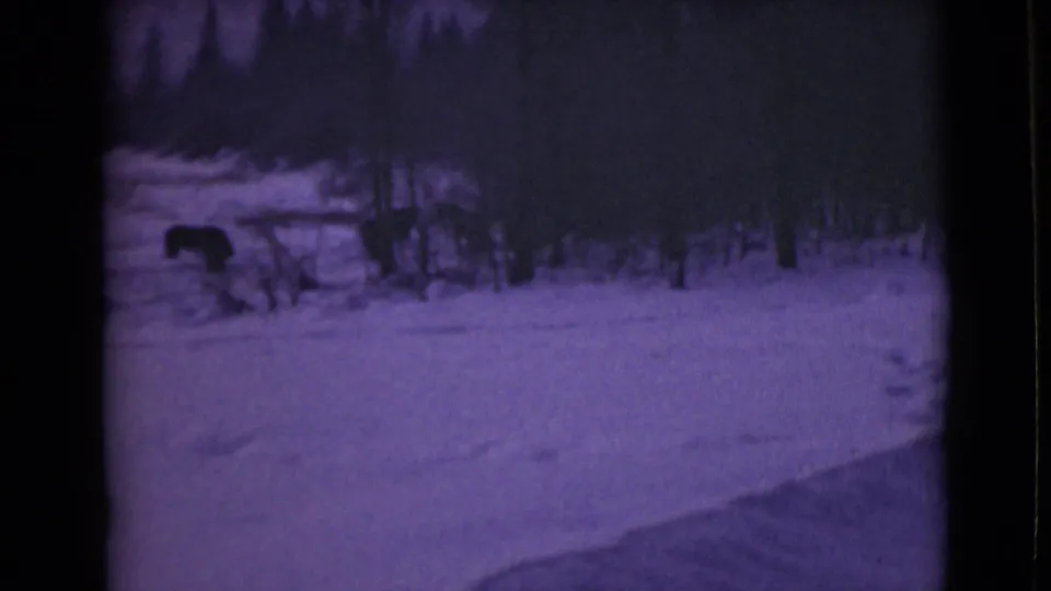 Final 1946 Alaska 8mm frame showing a dark bear-like animal beside brush in a snowy clearing under dense trees.