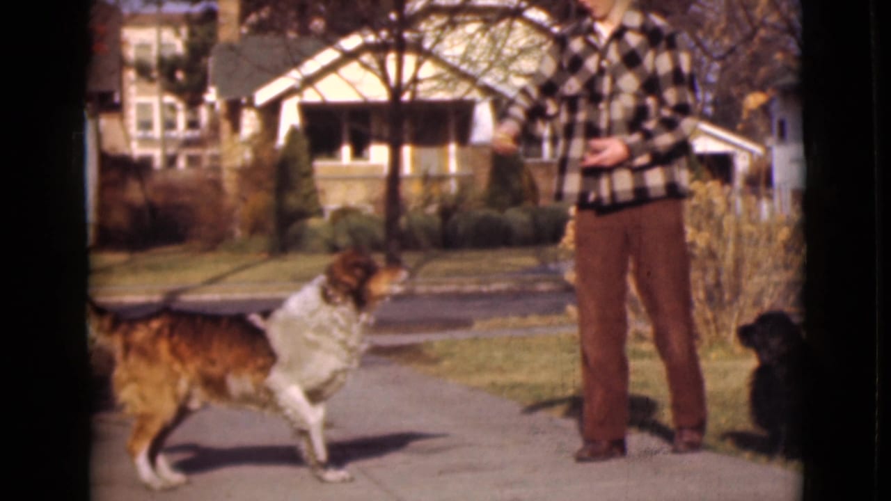Man in a checkered shirt offers a treat as a brown-and-white dog jumps near a seated black dog.