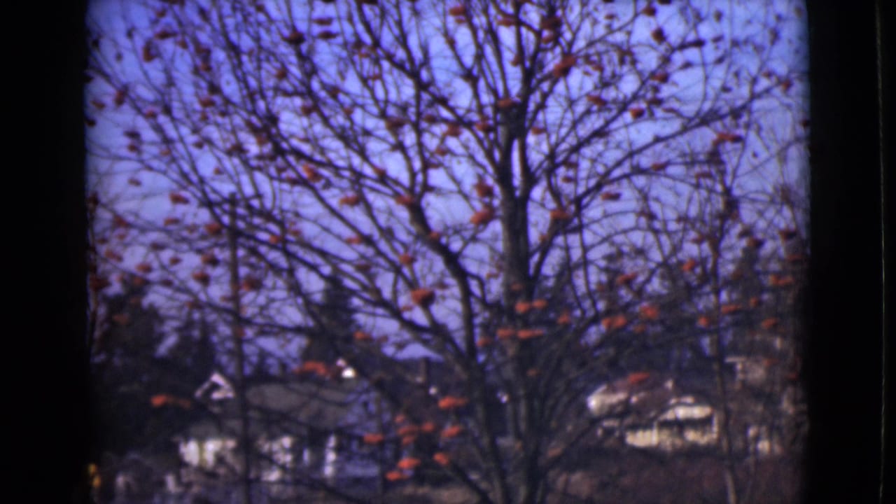 Bare tree with orange spheres, distant houses, evergreens, and blue sky framed by dark film edges.
