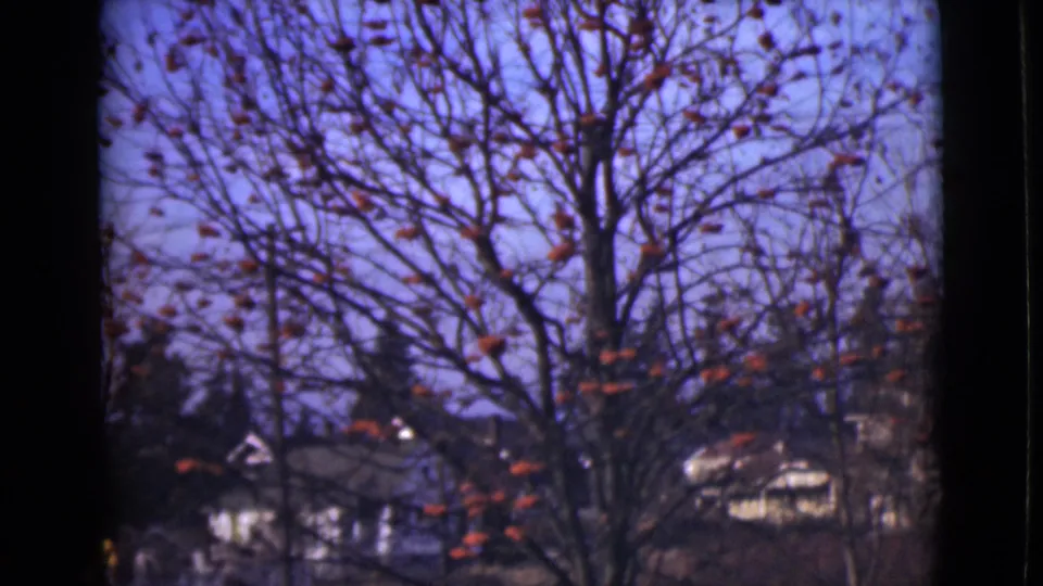 1946 Alaska 8mm frame showing a bare tree with orange spheres in front of distant houses and evergreens under a blue sky.