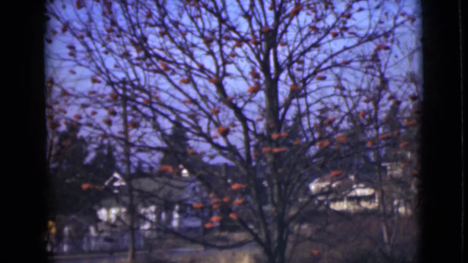 1946 Alaska 8mm view of orange spheres on bare branches with houses and evergreens in the background.