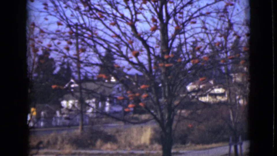 1946 Alaska 8mm frame showing the decorated bare tree lower in view, with a road or yard and houses behind it.