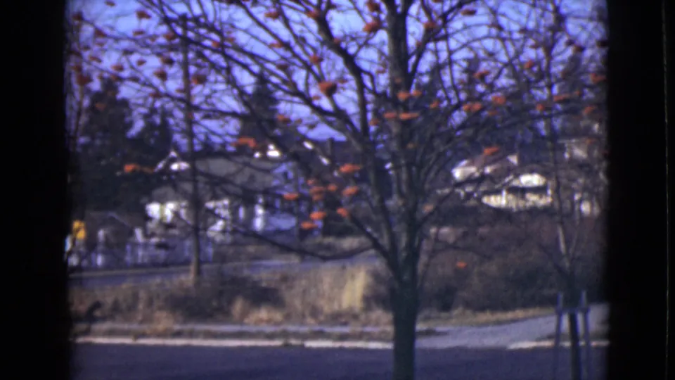 1946 Alaska 8mm frame of a bare tree with orange spheres, seen near roadside ground with houses and evergreens beyond.