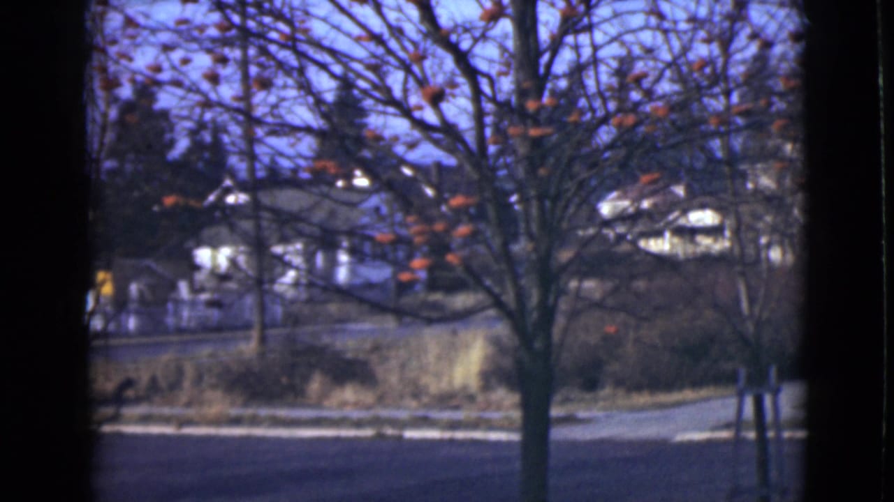 Leafless tree beside a road with white houses in the background.