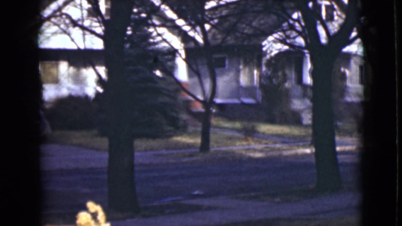 Quiet street with tree trunks, houses, lawn, and a driveway partly visible across the road.