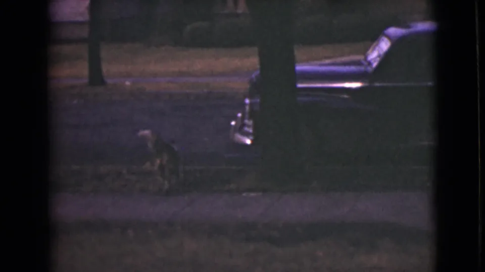 A small dog moves across the grass near a sidewalk while a dark vintage car is parked along the residential street.