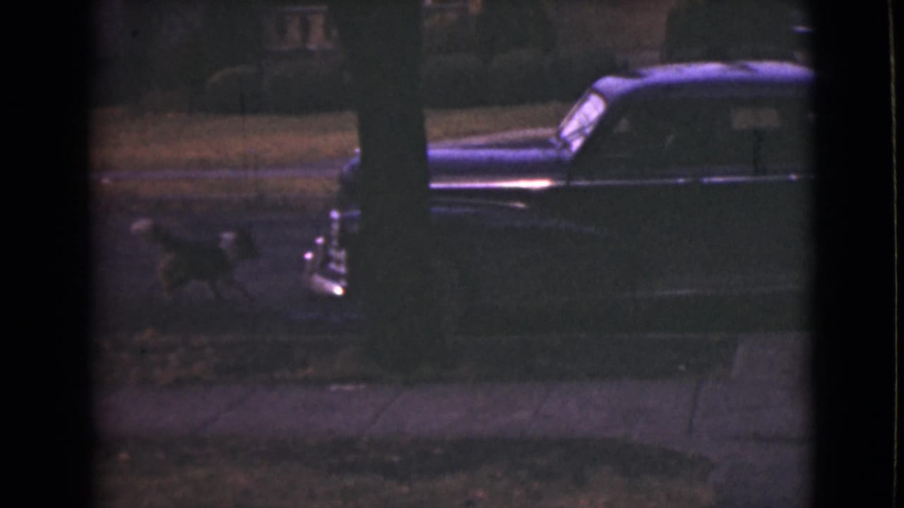 Black and white dog walking near a parked blue sedan on a residential street.