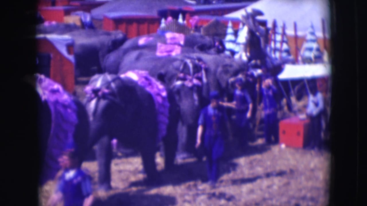 Elephants with purple coverings stand near handlers on a dirt circus lot.