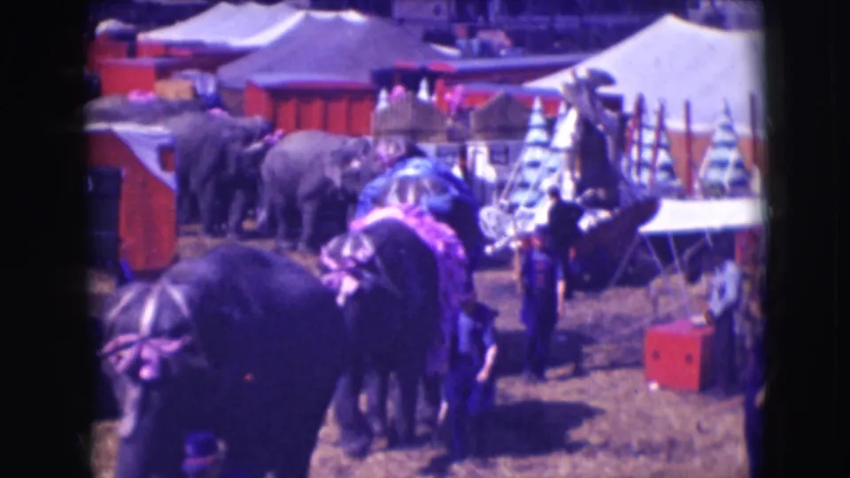 Several decorated elephants cluster in a dirt enclosure while handlers stand nearby at the 1948 Sarasota circus grounds.