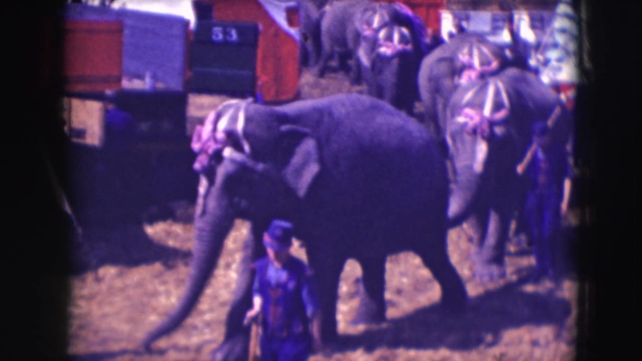 1948 Sarasota Ringling circus footage shows decorated elephants and a handler in a dirt enclosure near wagons.