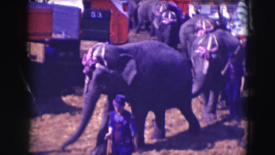 1948 Sarasota Ringling circus footage shows decorated elephants and a handler in a dirt enclosure near wagons.