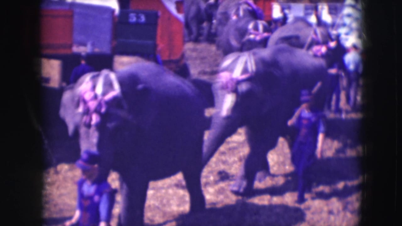 A decorated elephant crosses the frame at the Ringling circus grounds in Sarasota, with other elephants and handlers behind.
