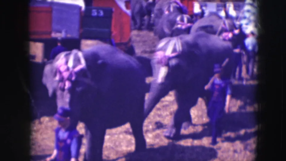 A decorated elephant crosses the frame at the Ringling circus grounds in Sarasota, with other elephants and handlers behind.