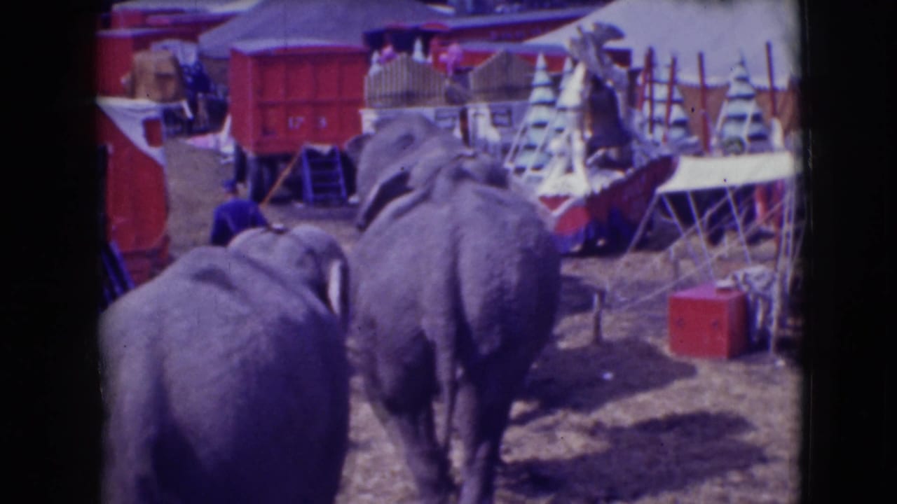 Elephants walking past red wagons and tent equipment on circus grounds.