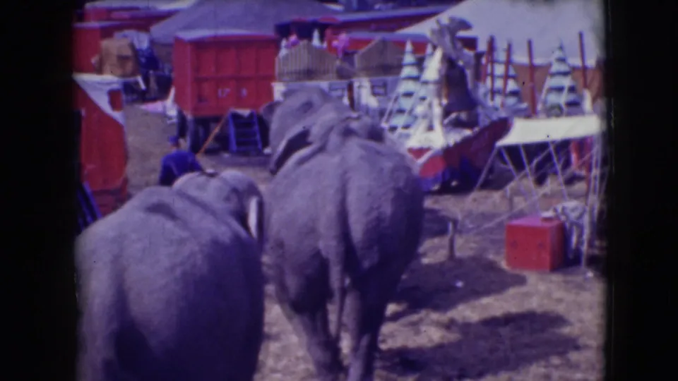 Elephants move through the Ringling Brothers Sarasota encampment area with red wagons and equipment visible nearby.
