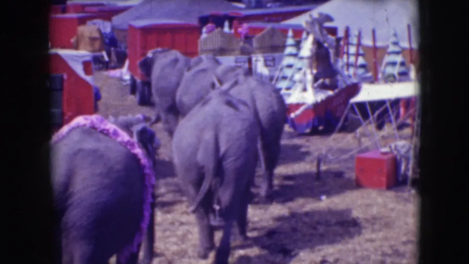 Two elephants, one with a purple decorative band, walk away through the 1948 Sarasota circus grounds.