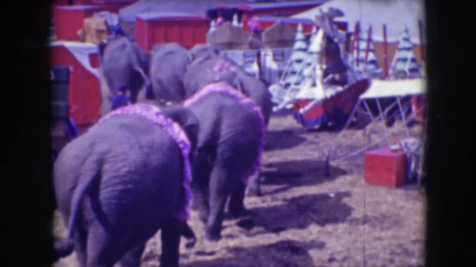 Decorated elephants walk through the Ringling Brothers Sarasota grounds, with red wagons and tent gear behind them.