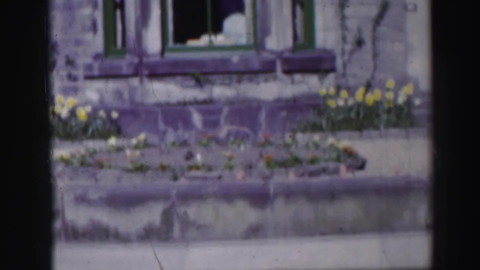 1952 Edinburgh exterior detail with green-framed windows, stonework, and yellow daffodils in a front garden bed.