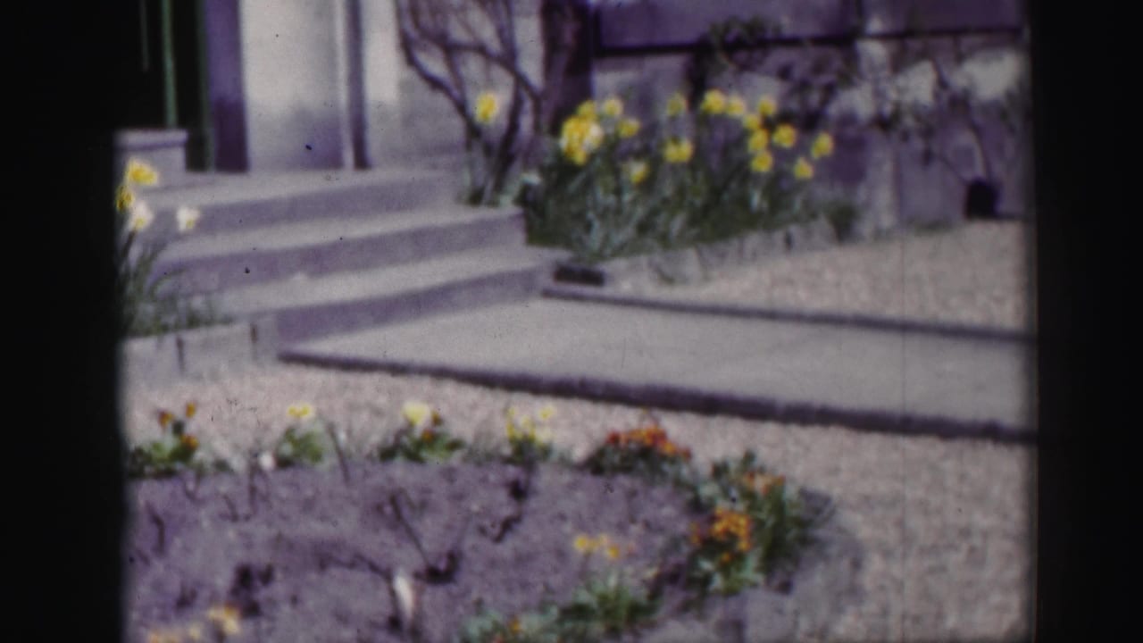 1952 Scotland home-movie frame showing flowerbeds and daffodils near stone steps leading to a house entrance.