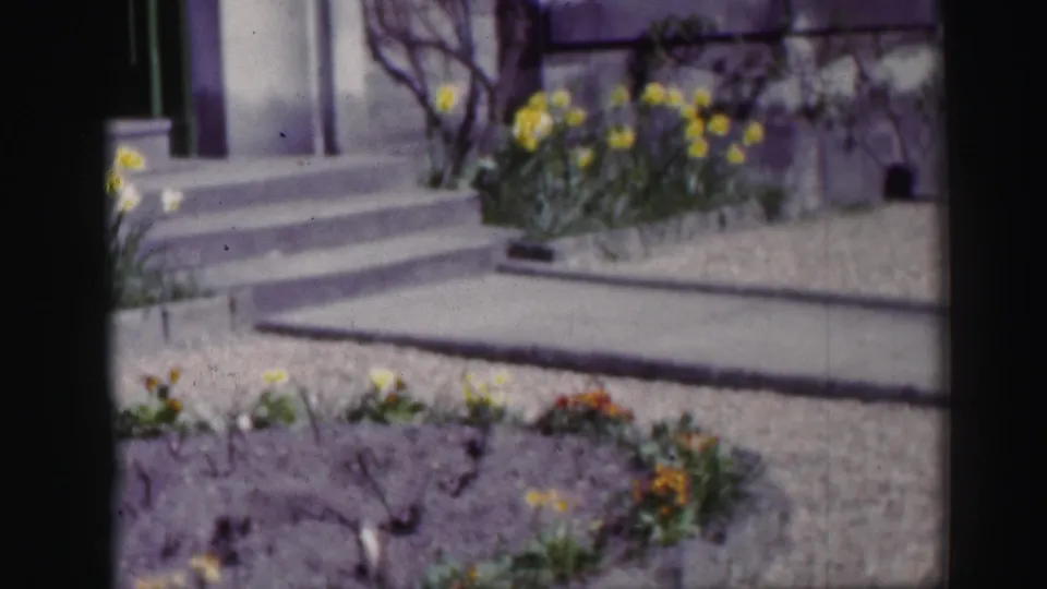 1952 Scotland home-movie frame showing flowerbeds and daffodils near stone steps leading to a house entrance.