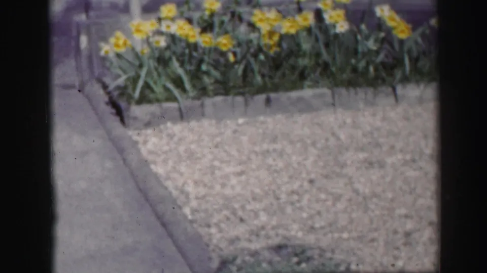 1952 Scotland home-movie frame focused on daffodils planted along a low stone border beside a gravel path.