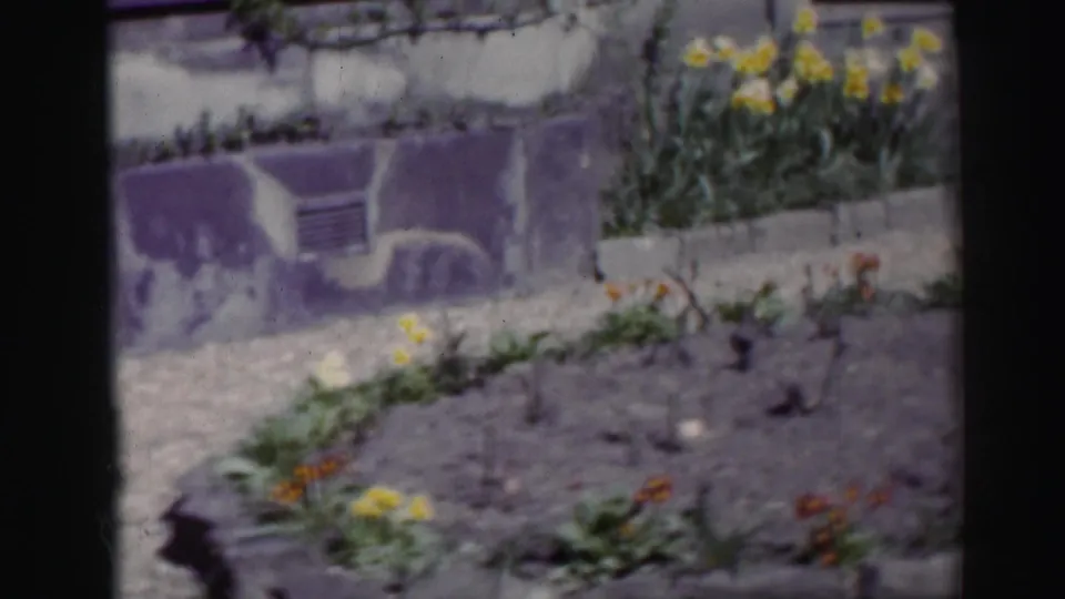 1952 Scotland home-movie frame showing garden beds with daffodils, small flowers, stone edging and a house wall detail.