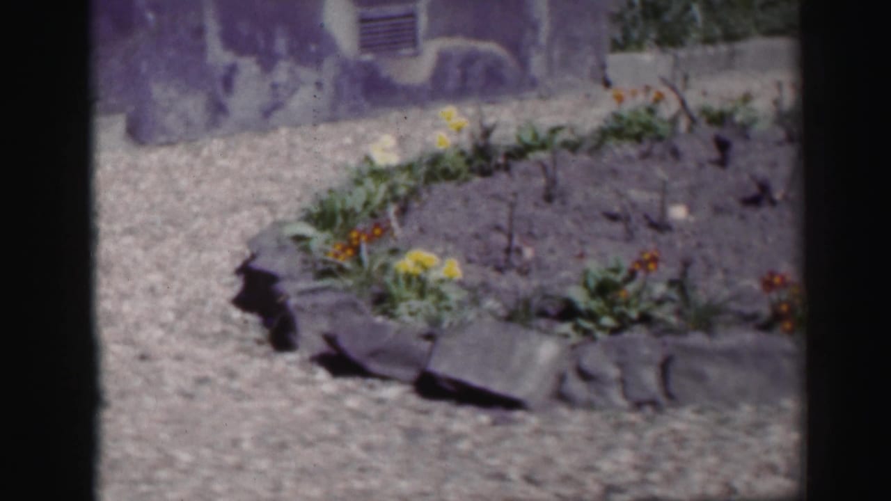 1952 Edinburgh home-movie frame of a stone-edged garden bed with flowers and gravel beside a residential exterior wall.