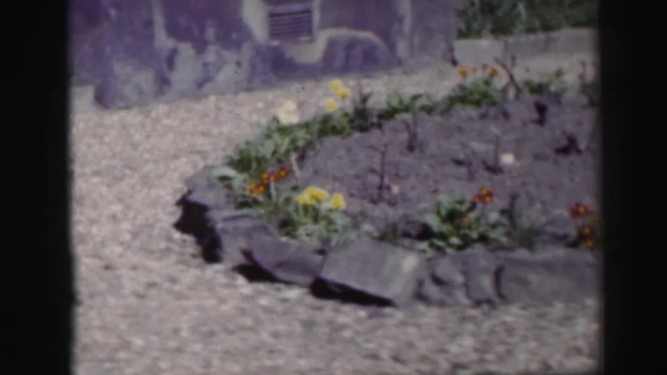 1952 Edinburgh home-movie frame of a stone-edged garden bed with flowers and gravel beside a residential exterior wall.