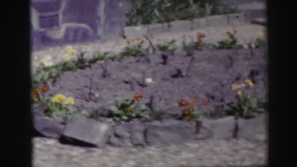 Soft 1952 Edinburgh garden frame showing low stone edging, young flowers, gravel, and a house wall in an 8mm home movie.