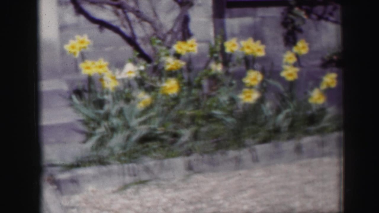 Yellow daffodils growing in a raised bed beside a stone wall.