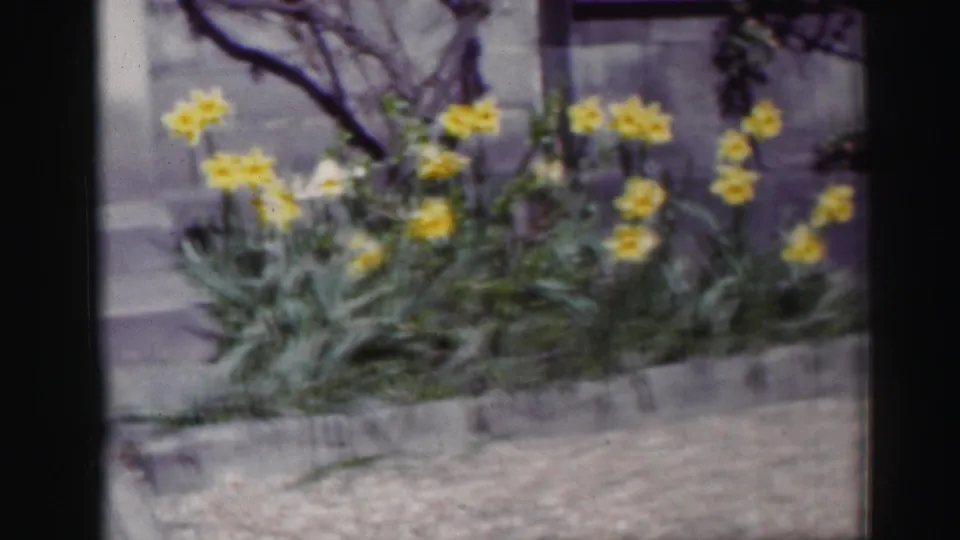 Yellow daffodils and green foliage appear in a raised planting bed in the 1952 Edinburgh home-movie footage.