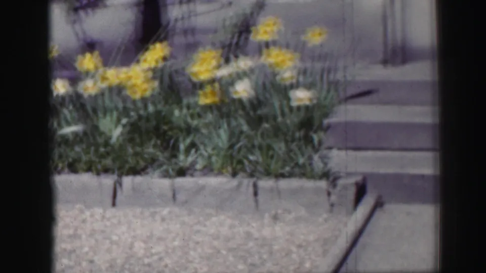 A closer 8mm view shows yellow daffodils, green foliage, steps and a low stone edge in Edinburgh.