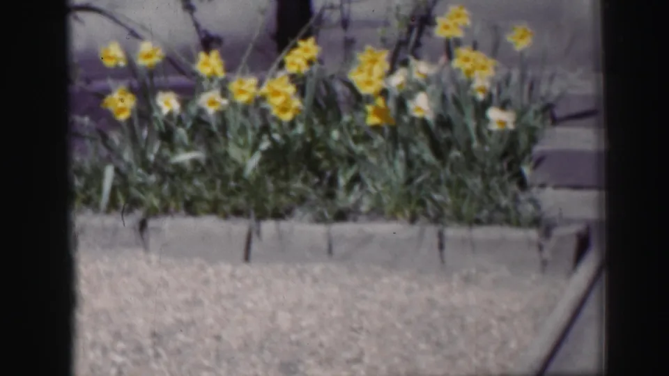 Yellow daffodils stand behind a low stone border in a softly focused 1952 Edinburgh street-side planting bed.