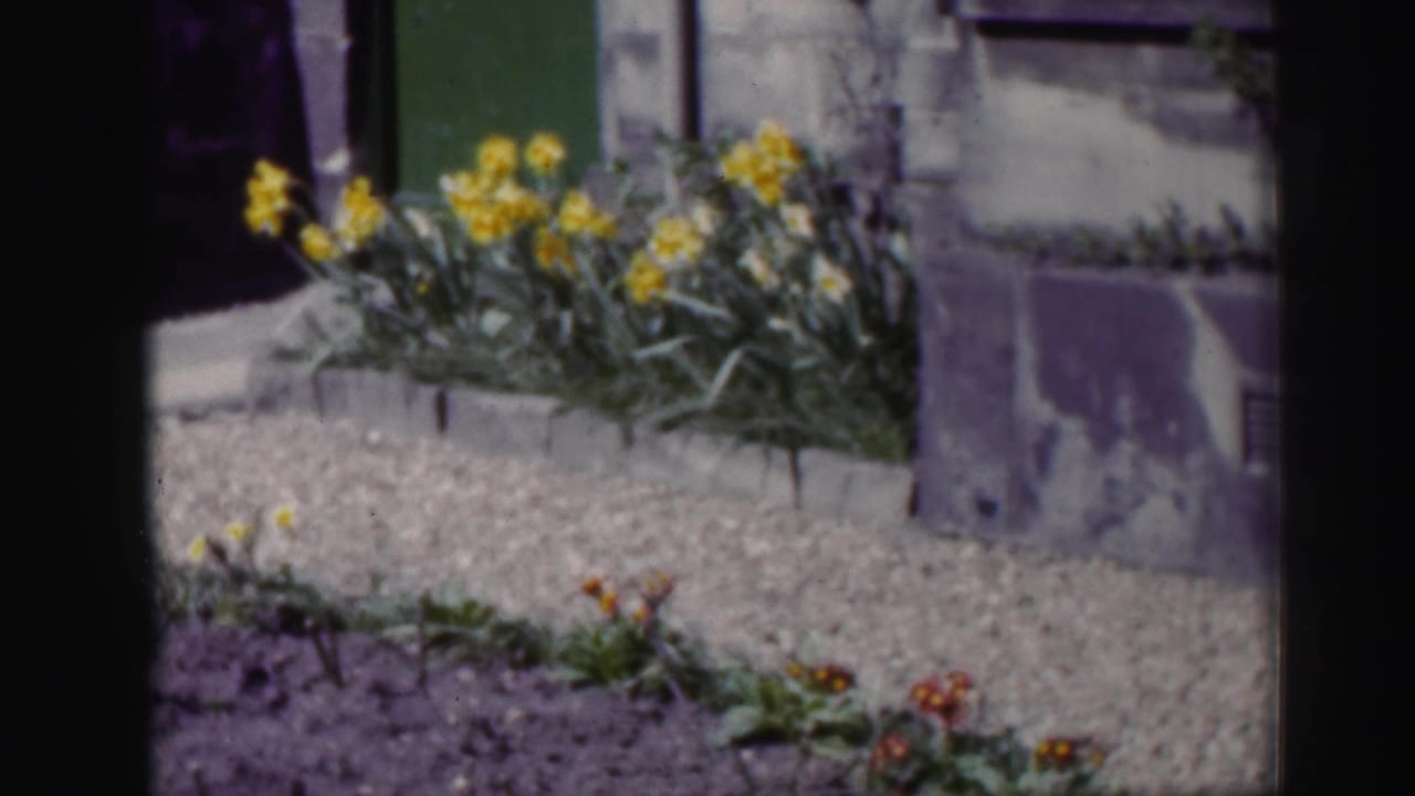 Yellow flowers beside a gravel path and stone wall.