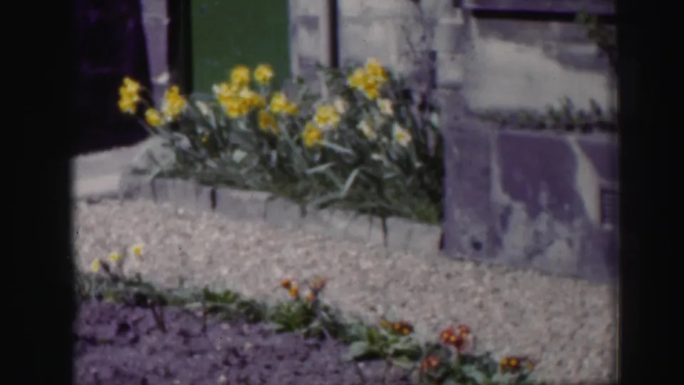 1952 Scotland home-movie frame showing yellow garden flowers near gravel, stone edging, a wall, and a green door.