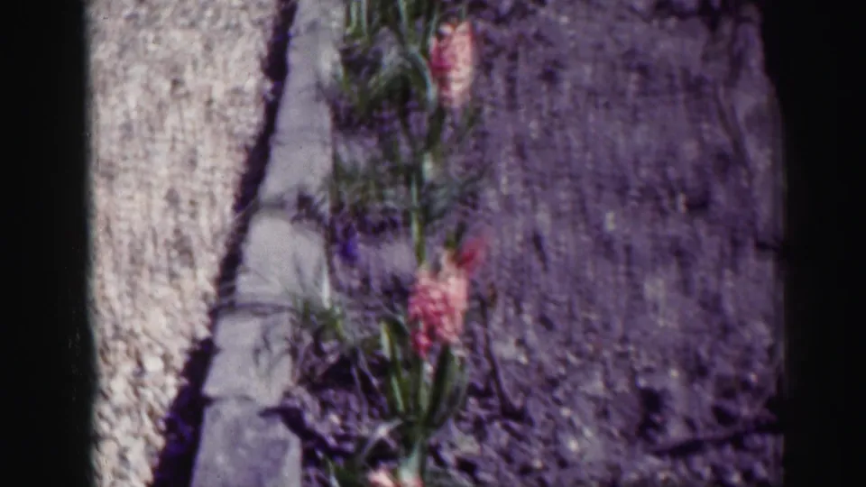 1952 Scotland home-movie frame of pink flowers in a narrow bed between pale gravel and dark soil, bordered by stones.