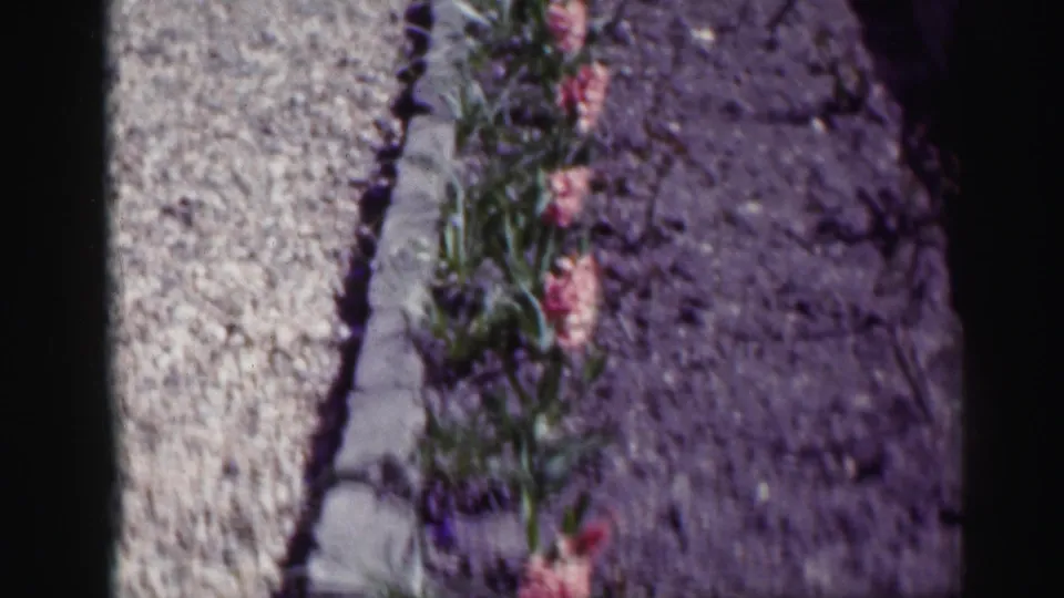 1952 Scotland garden frame showing pink flowers and foliage beside a low stone edge, with gravel on one side and dark soil on the other.