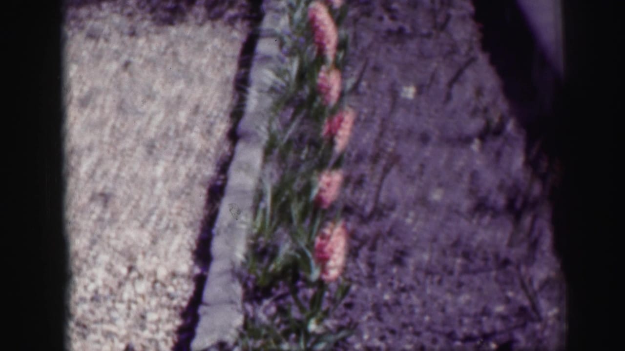 1952 Edinbourgh Scotland 8mm frame showing pink flowers along a gravel path and stone garden border.