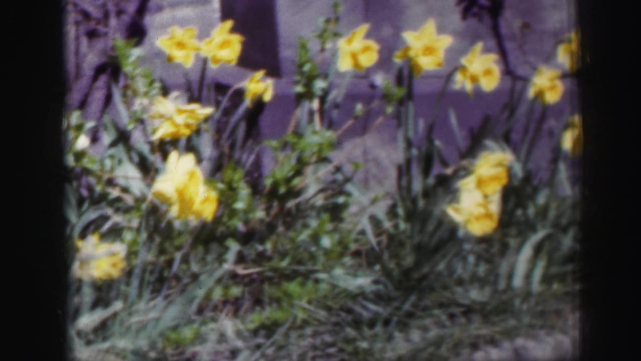 Yellow daffodils growing near a garden wall in sunlight.