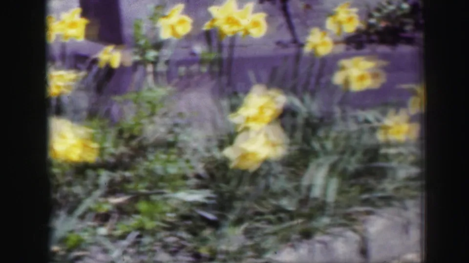 1952 Edinbourgh Scotland 8mm frame showing wind-blurred yellow daffodils and green foliage in a garden bed.