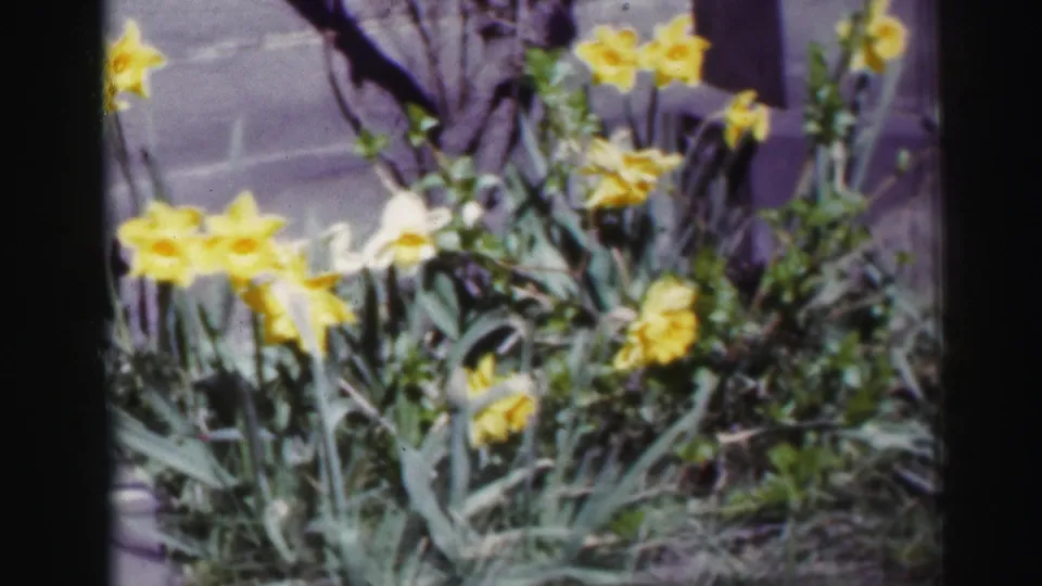 1952 Edinbourgh Scotland 8mm frame showing yellow daffodils, green leaves, and bare branches in a sunny garden border.