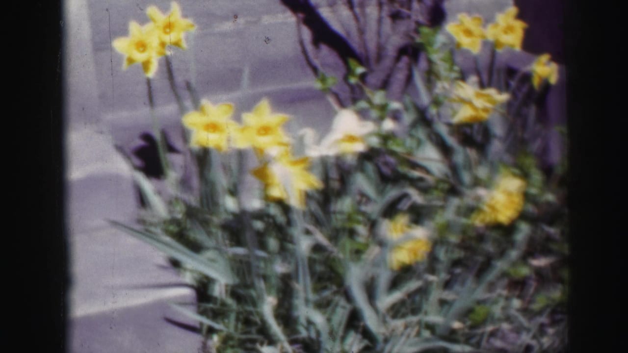 Yellow daffodils in a garden beside dark film-frame edges.