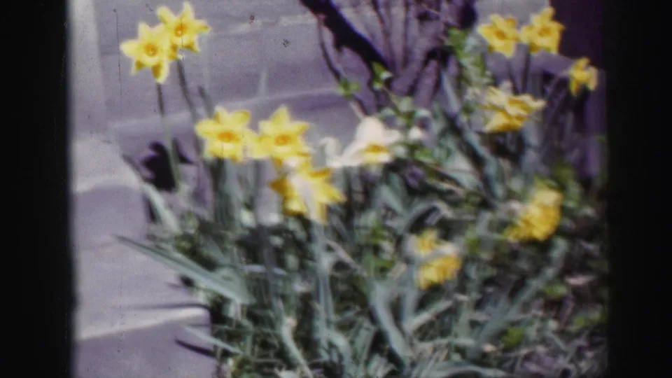 Yellow daffodils and green leaves in a likely Edinburgh garden scene from 1952 8mm home-movie footage.