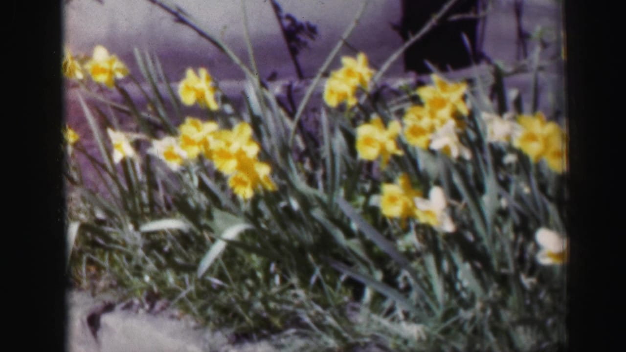 A low, close view of yellow daffodils and foliage, consistent with the 1952 Edinburgh home-movie clip metadata.